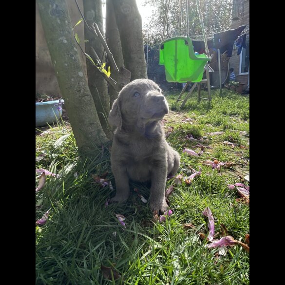 Labrador Retriever