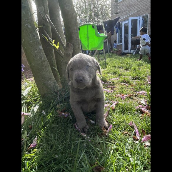 Labrador Retriever