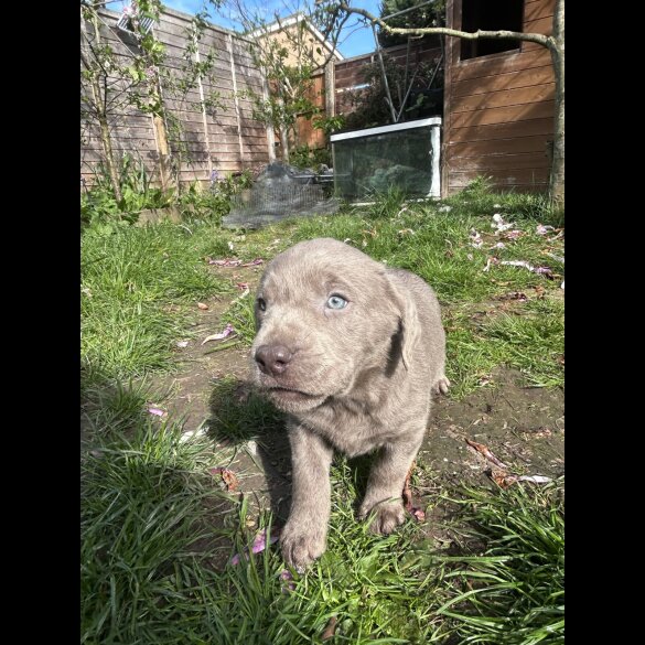 Labrador Retriever
