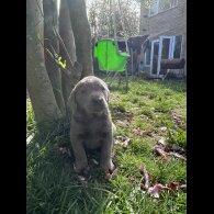 Labrador Retriever