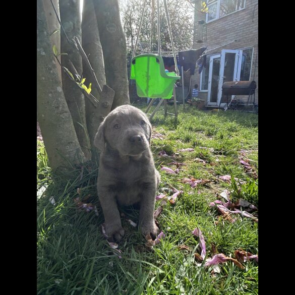 Labrador Retriever