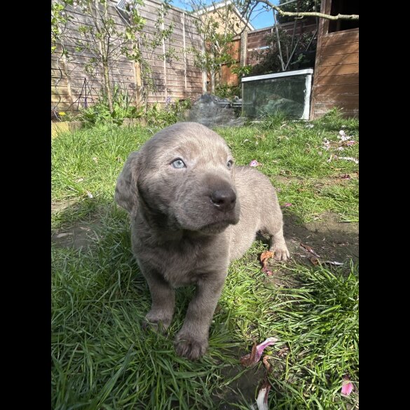 Labrador Retriever