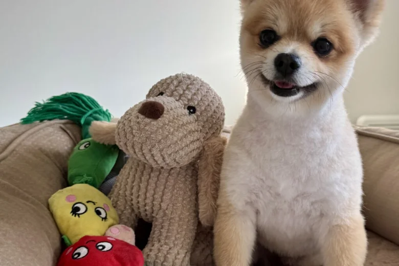 Pomeranian