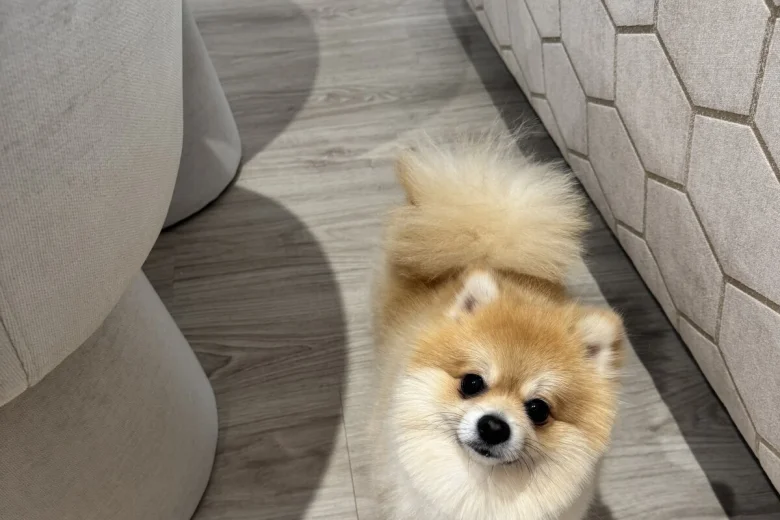 Pomeranian