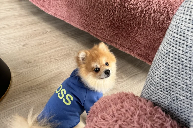 Pomeranian