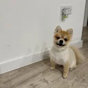 Pomeranian