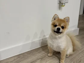 Pomeranian