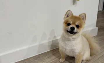 Pomeranian