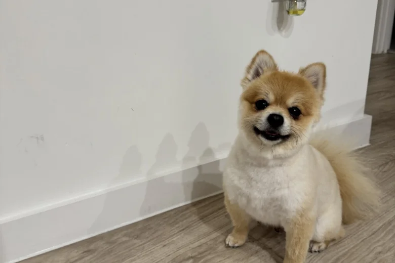 Pomeranian