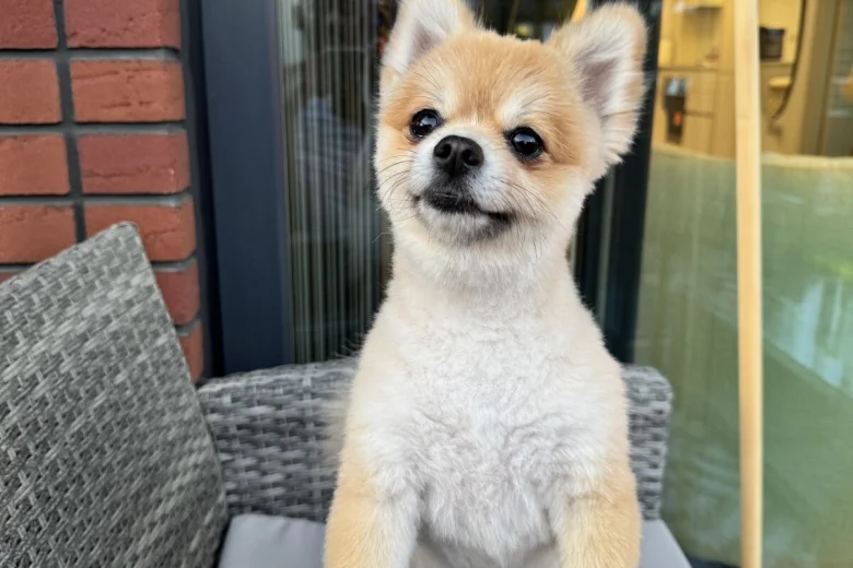 Pomeranian