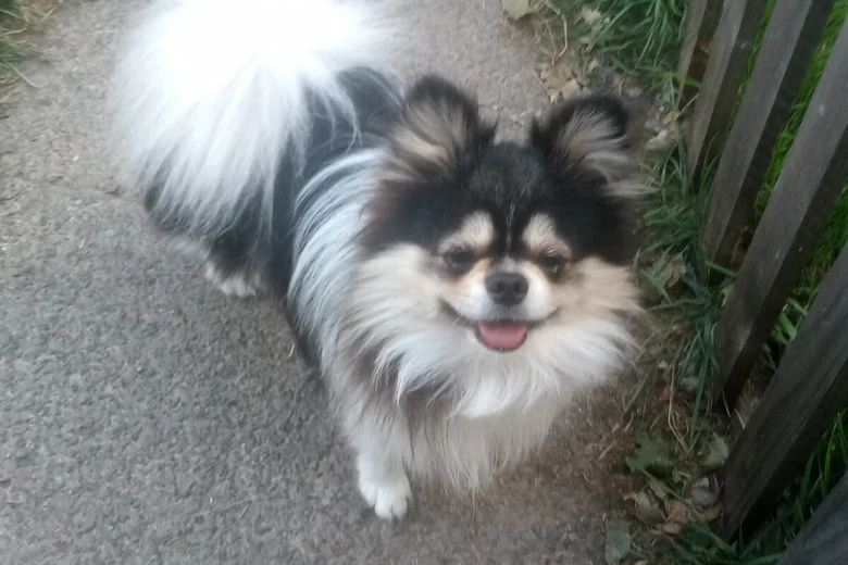 Pomeranian