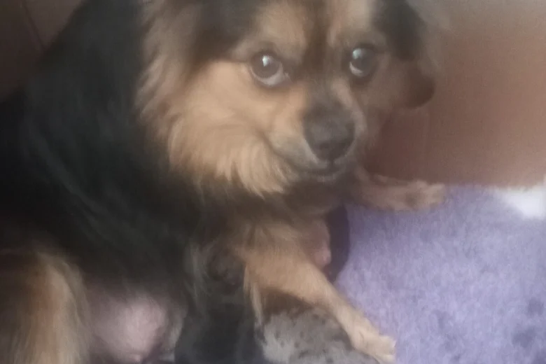 Pomeranian