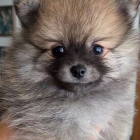 Pomeranian