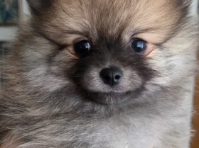 Pomeranian