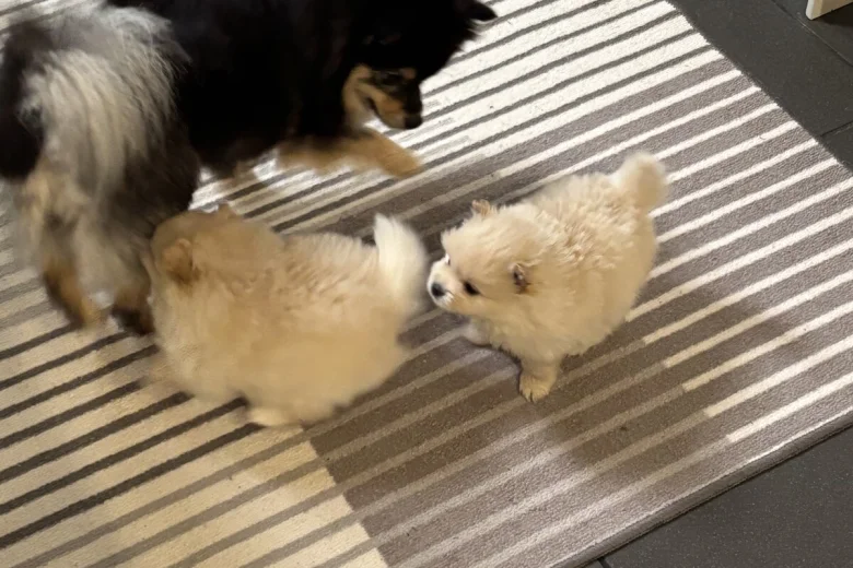 Pomeranian