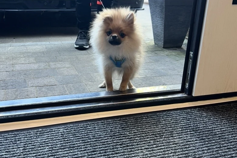 Pomeranian