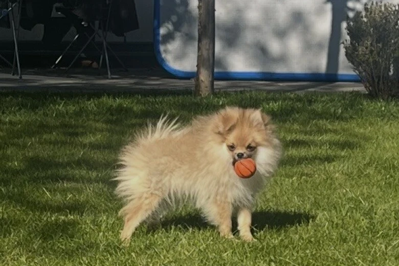 Pomeranian