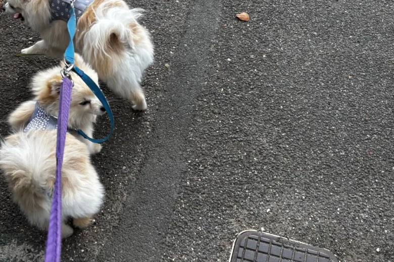 Pomeranian
