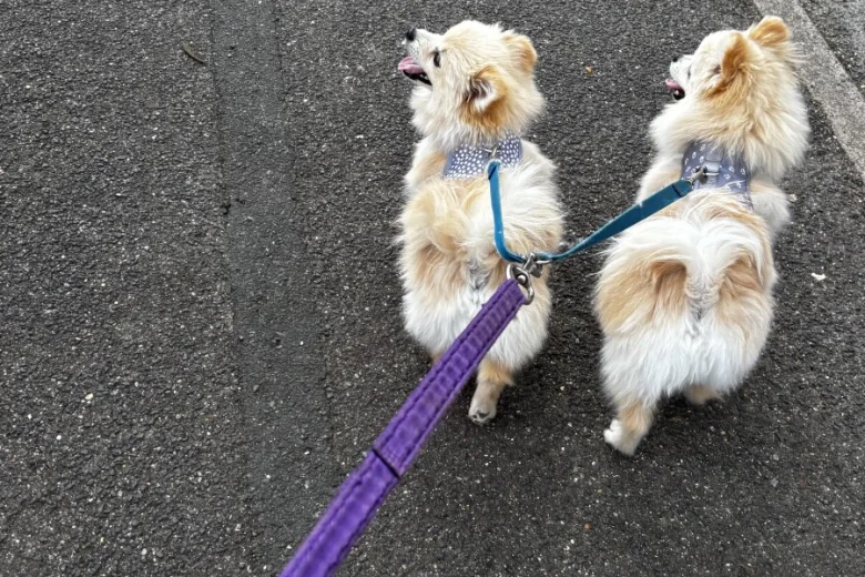 Pomeranian