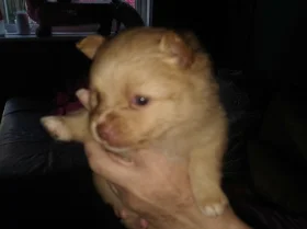 Pomeranian