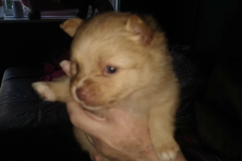 Pomeranian