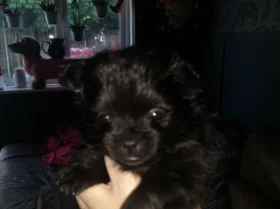 Pomeranian