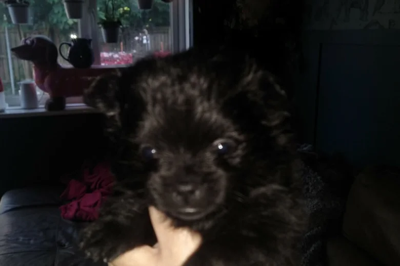 Pomeranian