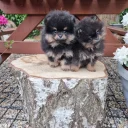 Pomeranian