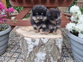 Pomeranian