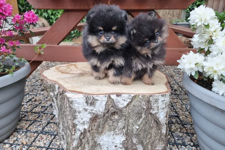 Pomeranian