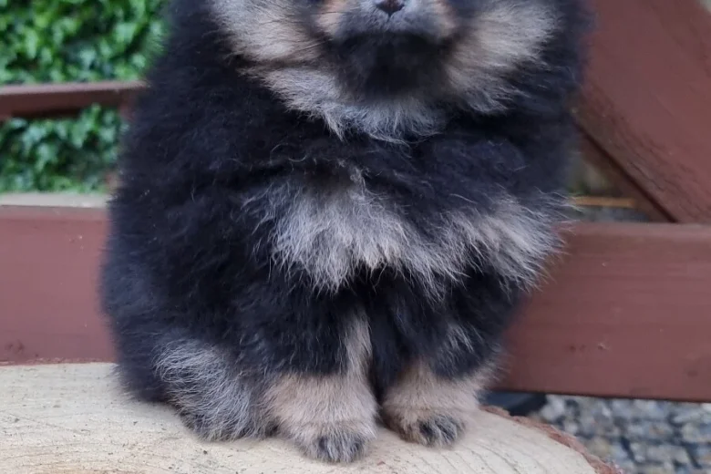 Pomeranian