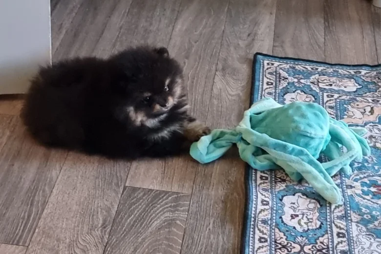 Pomeranian