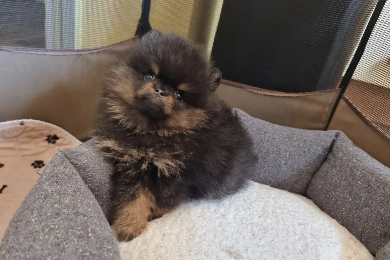 Pomeranian