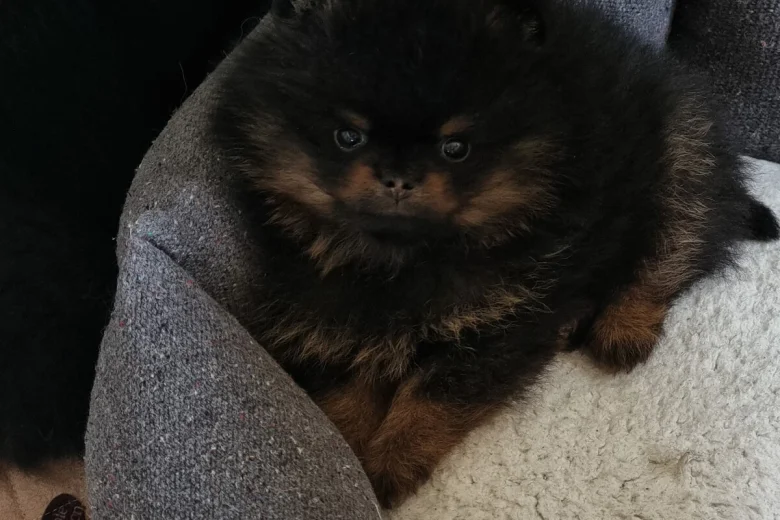 Pomeranian