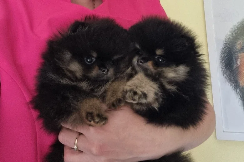 Pomeranian
