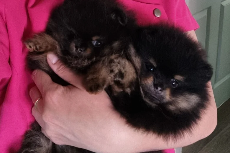 Pomeranian