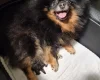 Pomeranian