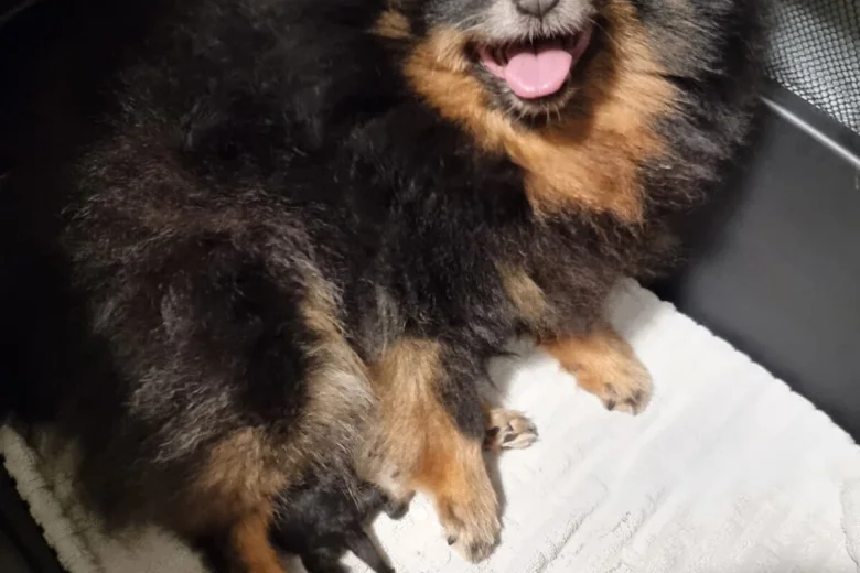 Pomeranian