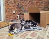 Pomsky