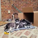 Pomsky
