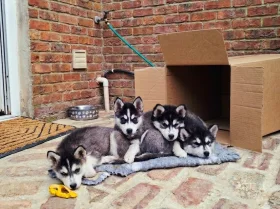 Pomsky