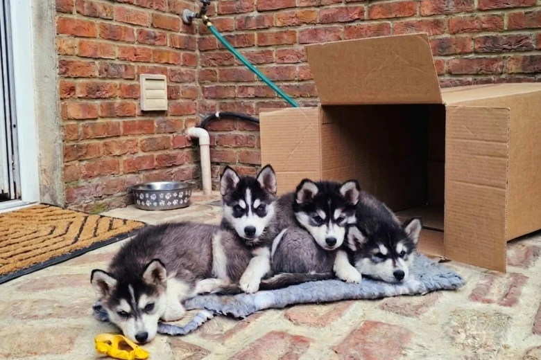 Pomsky