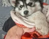 Pomsky