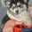 Pomsky