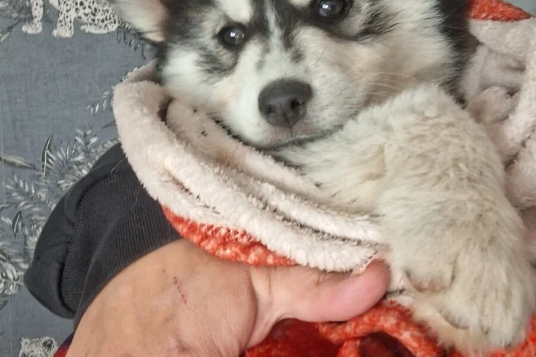 Pomsky