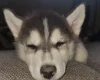 Pomsky