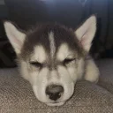 Pomsky