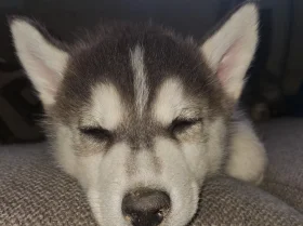 Pomsky