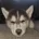 Pomsky