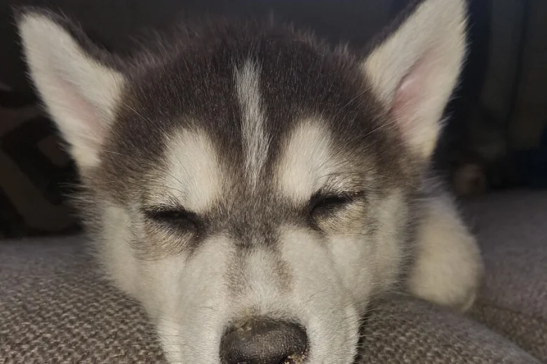 Pomsky